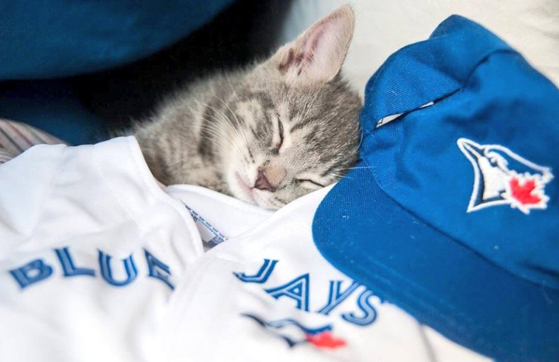 meowtista_dreaming-with-hat-and-jersey